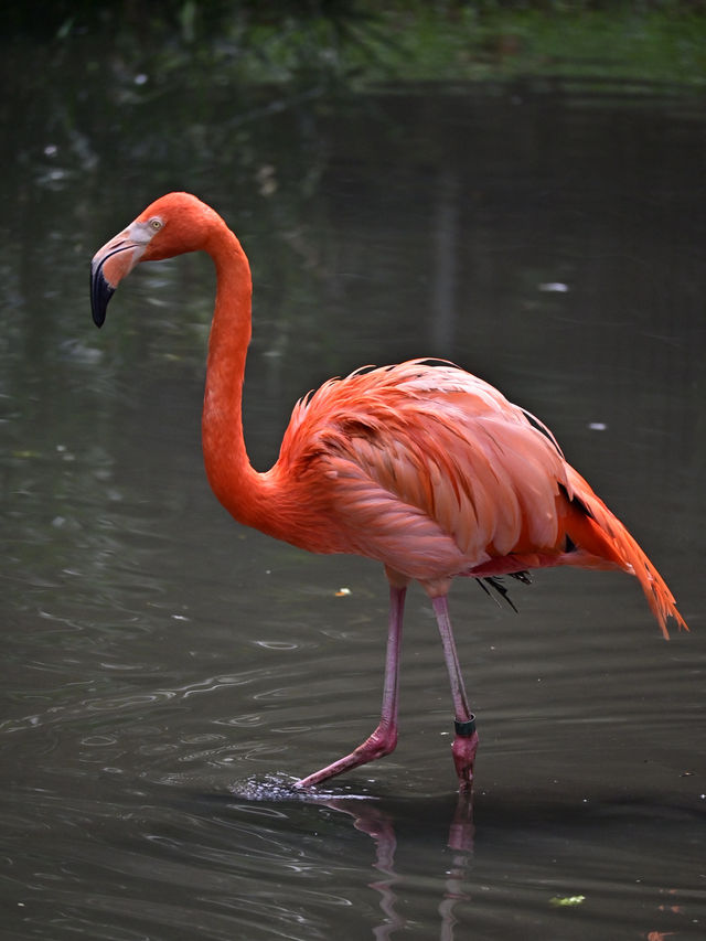 Did You Know?Your Birthday=FREE Entry To Zoo Negara!