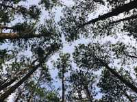 Doi Bo Luang Forest Park