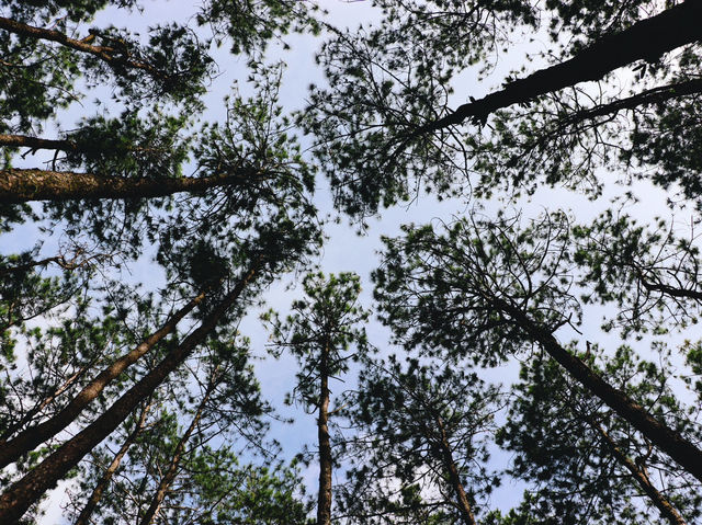 Doi Bo Luang Forest Park