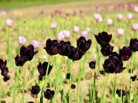 🌸 Lavender Dreams at Farm Tomita