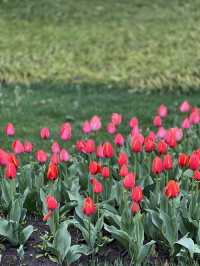 Best Park for Tulips in Hangzhou