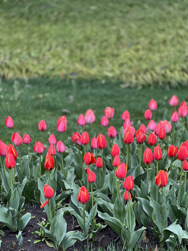 Best Park for Tulips in Hangzhou