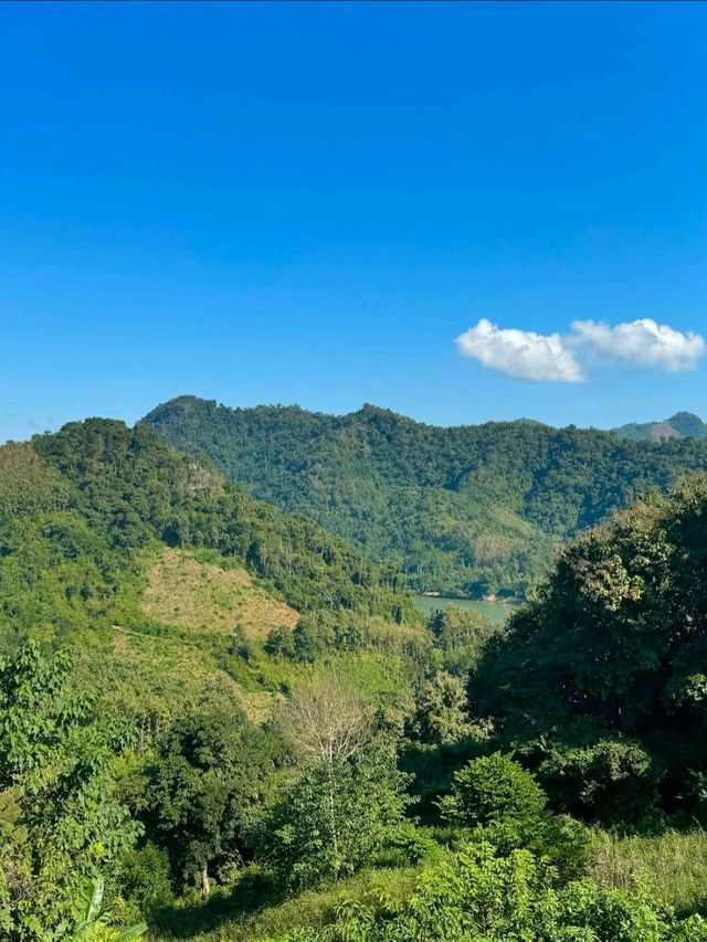 Turquoise Dreams & Jungle Screams 
