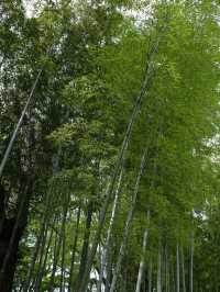 【竹林の小径】風が奏でる癒しの音🎋嵐山で心ほどけるひととき