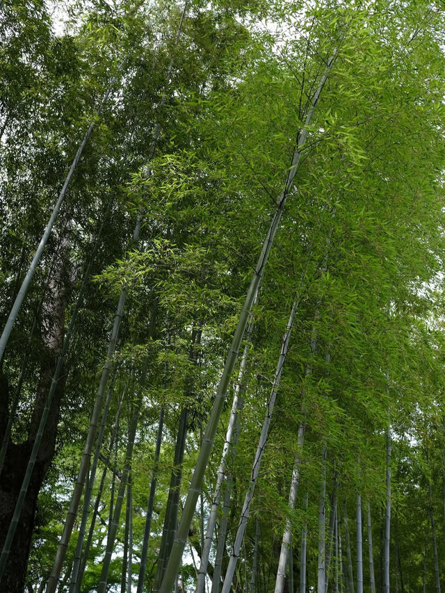 【竹林の小径】風が奏でる癒しの音🎋嵐山で心ほどけるひととき