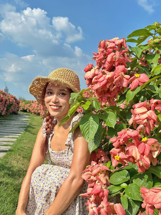 深圳免費任拍粉紅大花海🌸