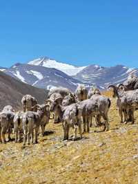 Desert Dreams and Ancient Vibes in Zanda