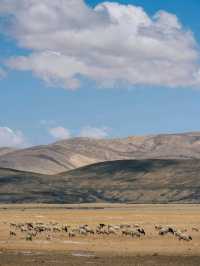 Nature’s Best Kept Secret, Gamba County