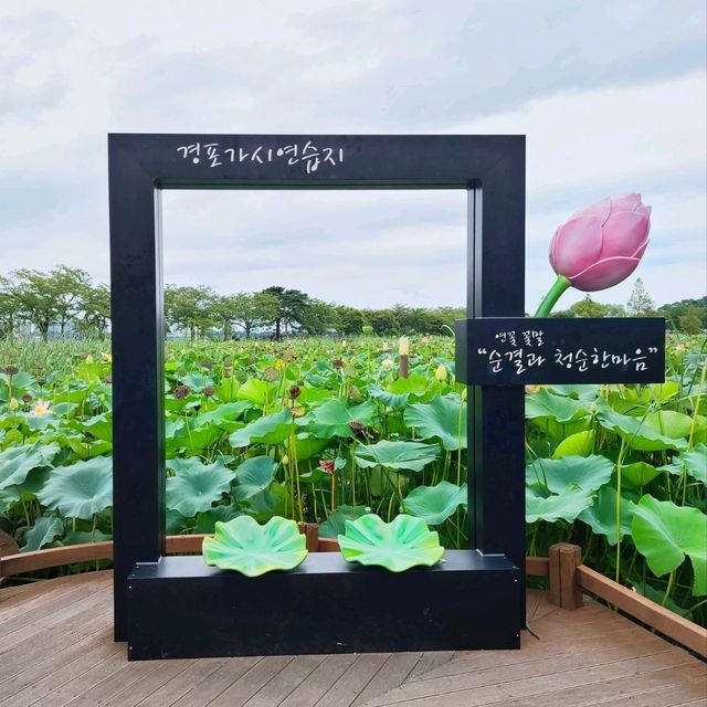강릉여름꼭가볼봐야할곳_경포호연꽃정원