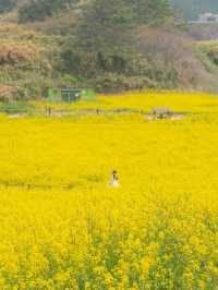 (실시간) 바다 위 노란빛 유채꽃을 가득 만날 수 있는 곳💛