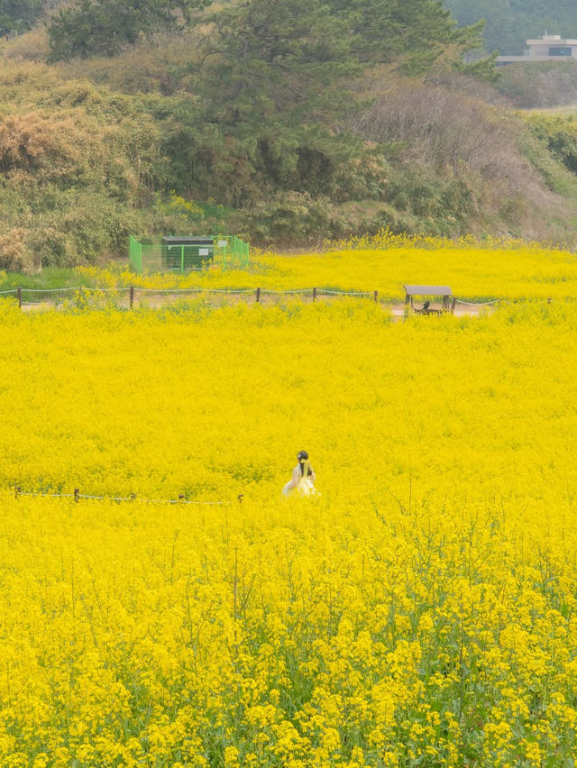 (실시간) 바다 위 노란빛 유채꽃을 가득 만날 수 있는 곳💛