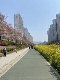 🌸 봄바람 타고 벚꽃길 산책, 동래 온천천벚꽃축제