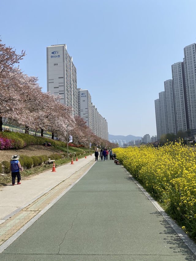 🌸 봄바람 타고 벚꽃길 산책, 동래 온천천벚꽃축제
