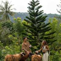 Kachonghills Tented Resort Trang