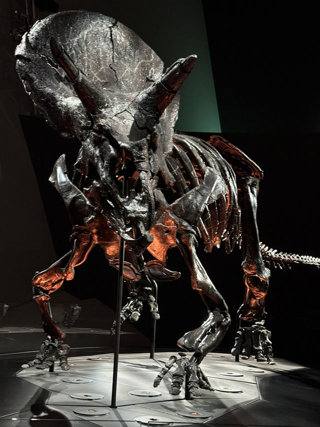 🇦🇺メルボルン博物館「トリケラトプス」展示 – 恐竜時代へのタイムトリップ
