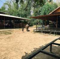 ป้อนอาหารช้าง ปางช้างไทรโยค จังหวัดกาญจนบุรี 🐘
