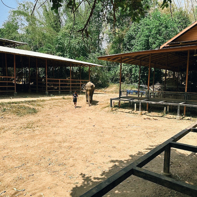 ป้อนอาหารช้าง ปางช้างไทรโยค จังหวัดกาญจนบุรี 🐘
