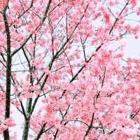 📸✨春の山下公園で横浜マリンタワーと桜、ホテルニューグランドと桜を一緒に撮影できる場所とコツ