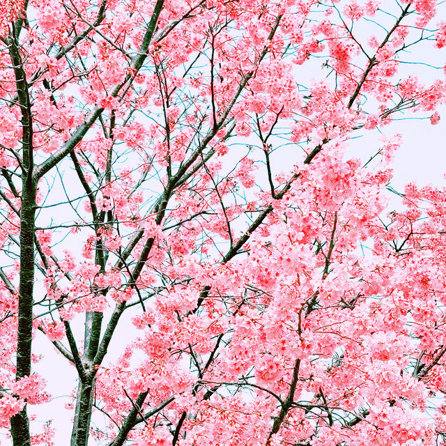 📸✨春の山下公園で横浜マリンタワーと桜、ホテルニューグランドと桜を一緒に撮影できる場所とコツ