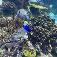 多倫多瑞普利水族館：海洋生物學與娛樂的完美融合