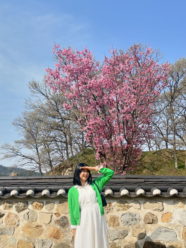 서산 봄 여행 🌼 수선화와 벚꽃을 한 번에!