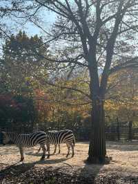 sprawling oasis of nature and culture nestled in Gwacheon, just outside the bustling heart of Seoul
