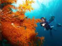 ดำน้ำที่ สิปาดัน สวรรค์ใต้น้ำ มาเลเซีย