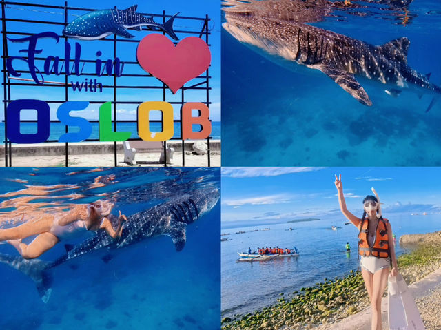 Swimming with Whale Sharks in Oslob, Cebu 🐋❤️
