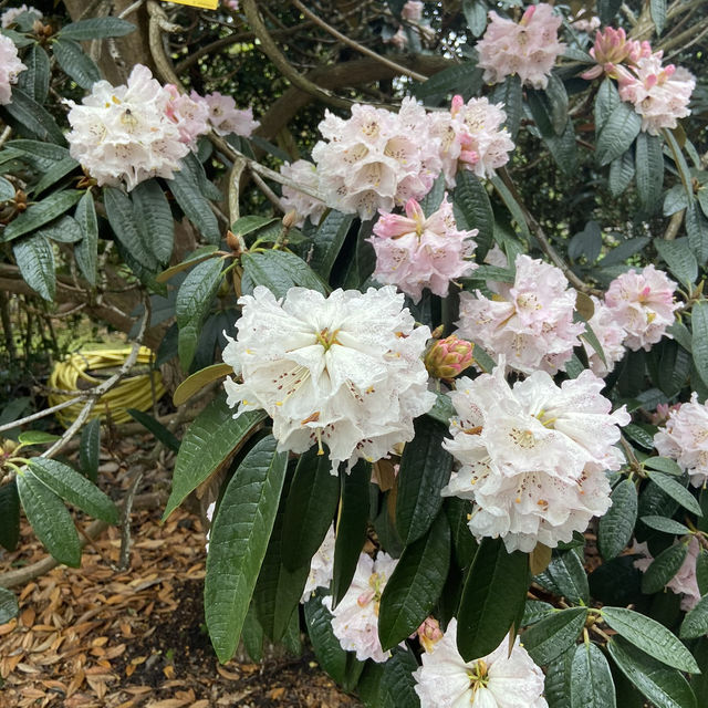Dreamy Nature in Royal Botanic Gardens (Edinburgh)
