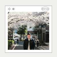 🌸 Nakameguro – ถนนริมคลองกับซากุระบานสะพรั่ง