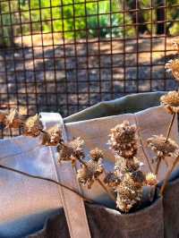 🌵 Desert Botanical Garden – A Living Treasure in Phoenix 🇺🇸