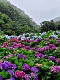 🌸 Chasing Blooms in June: Into the Hydrangea Fields