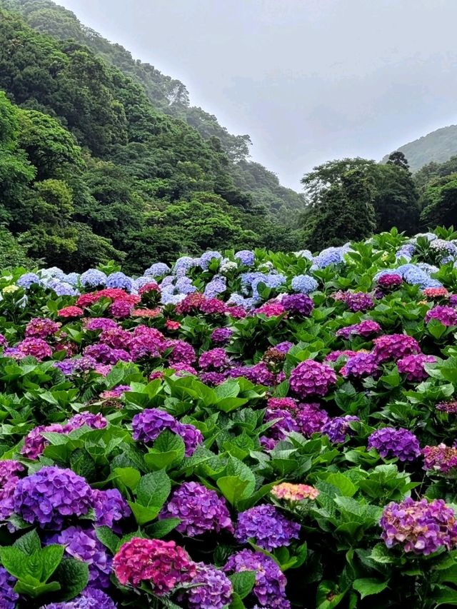 🌸 Chasing Blooms in June: Into the Hydrangea Fields