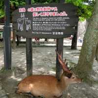 海中島居+海上神社+神之使者一在嚴島神社散策