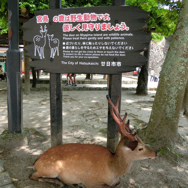 海中島居+海上神社+神之使者一在嚴島神社散策