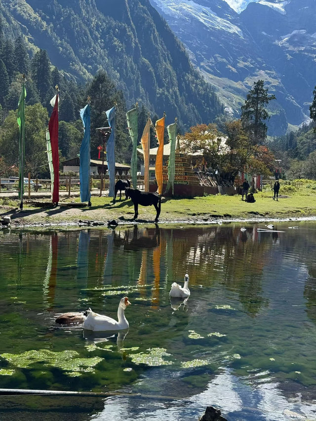 Yubeng Village Sacred Forest: A Mystical Walk Among Giants 🌲🙏