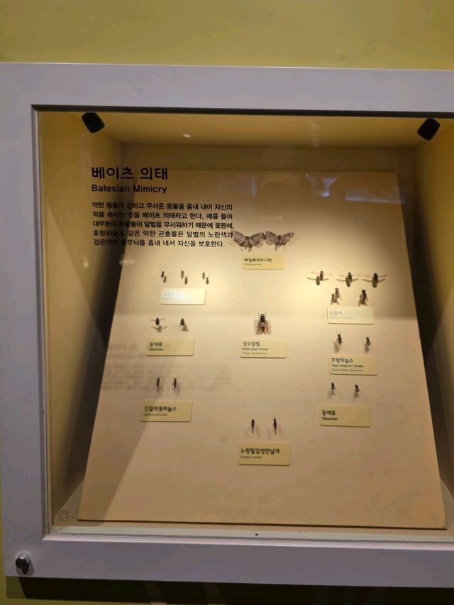 🦋 자연의 비밀스러운 생존술, 의태 전시