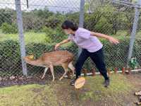 宜蘭親子旅遊景點 斑比山丘 小型動物園體驗