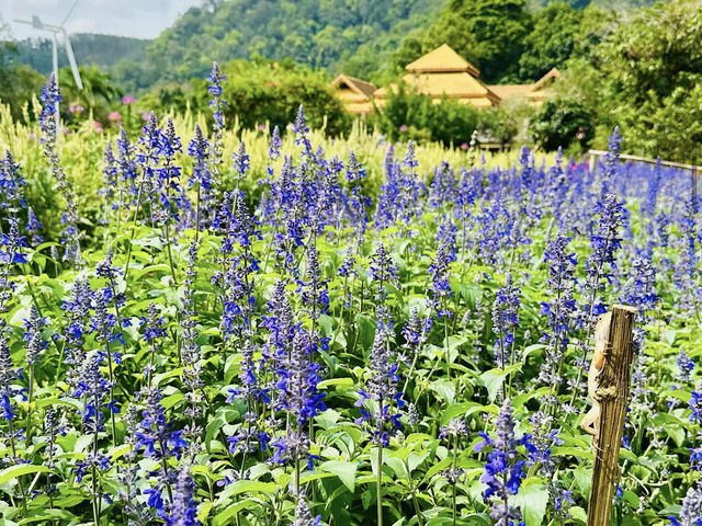 Songkhla Flower Farm