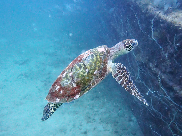 ดำน้ำลึกกับ Chumphon Diving Center 