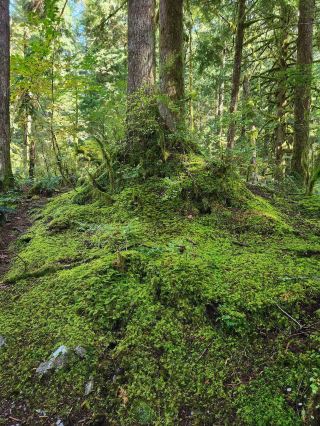 วันที่ 6: สำรวจโลกของเห็ดใน Maple Ridge🍄
