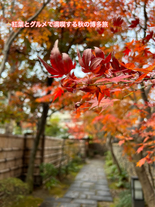 🍜紅葉とグルメで満喫する秋の博多旅🍂 🍜紅葉とグルメで満喫する秋の博多旅🍂