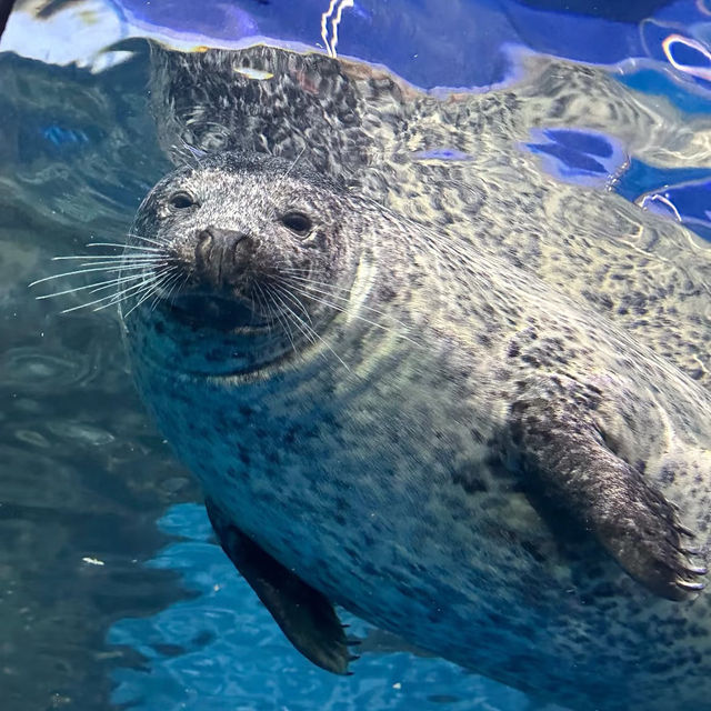 🏙️ Must-Visit Places in Shanghai! 🌟