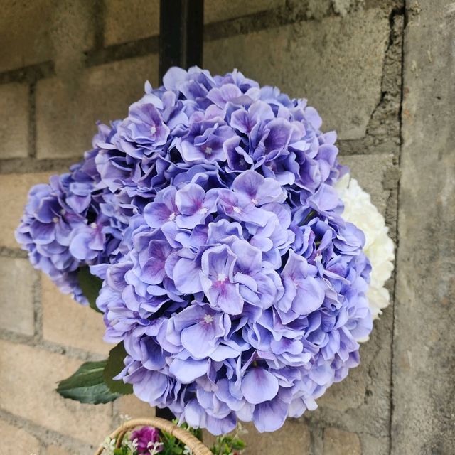 Mae Rim Flower Power: Hydrangea Selfie Spots & Insta Garden Magic 🌸🌦️ Mae Rim Flower Power: Hydrangea Selfie Spots & Insta Garden Magic 🌸🌦️