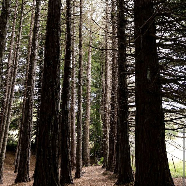 Ayrlies Garden Ayrlies Garden