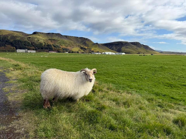 冰島必去景點分享 哈爾格林姆教堂和維克教堂 冰島必去景點分享 哈爾格林姆教堂和維克教堂