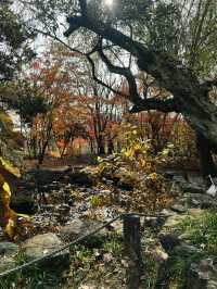 Fall for Korean Folk Village 🍂🎭