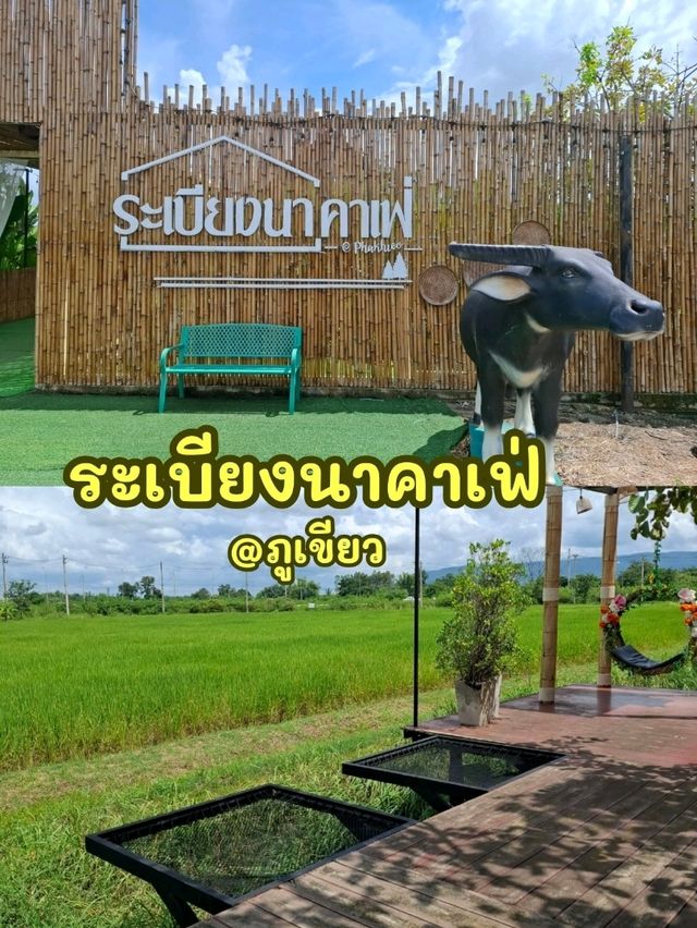 คาเฟ่บรรยากาศท้องทุ่ง @ ภูเขียว