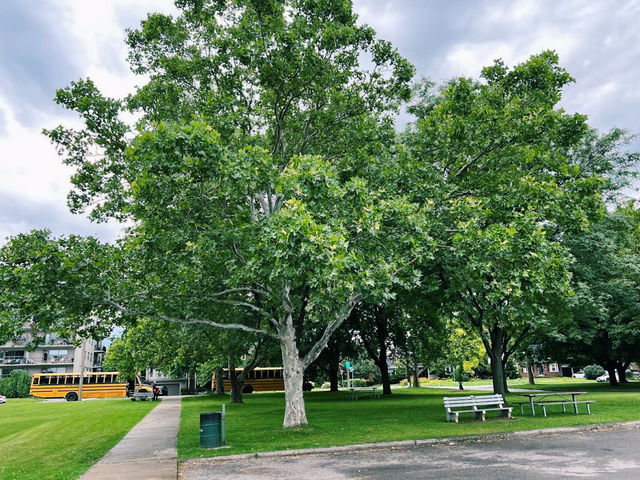 Sam Lawrence Park in Hamilton