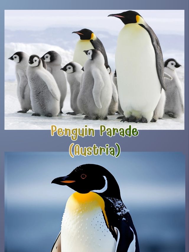 Penguin Austria Penguin Austria